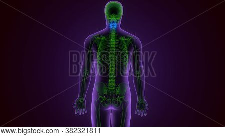 Human Skeleton Skull Maxilla Bone Anatomy For Medical Concept 3d Illustration