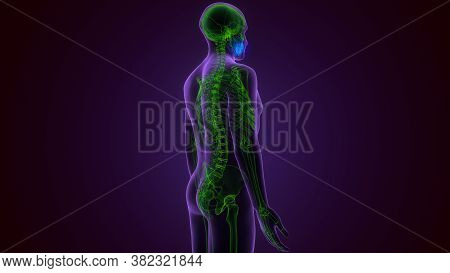 Human Skeleton Skull Maxilla Bone Anatomy For Medical Concept 3d Illustration