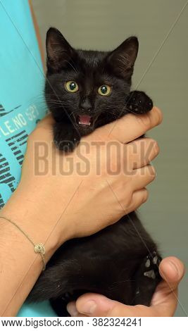 Black Cute Young Cat In Hands Close Up