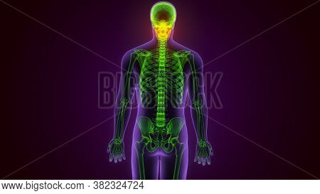 Human Skeleton Skull Maxilla Bone Anatomy For Medical Concept 3d Illustration