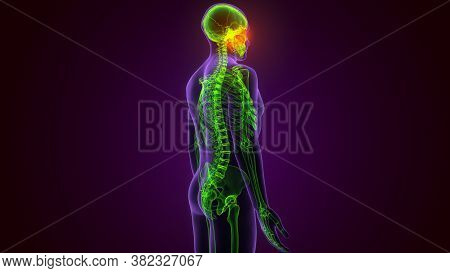 Human Skeleton Skull Maxilla Bone Anatomy For Medical Concept 3d Illustration