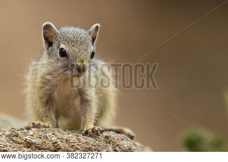 Detailed Photo Of A Tree Squirrel's Face And Body While Standing On A Rock With Blurred Background, 