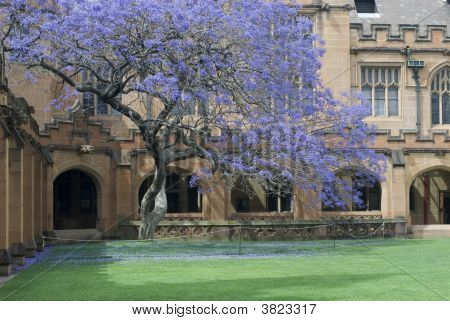 Sydney University czworoboku