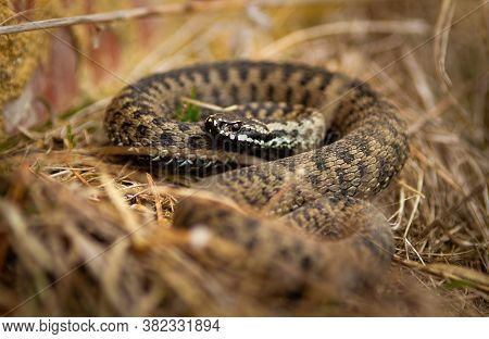 Toxic Common Viper Lying On The Ground In Autumn.