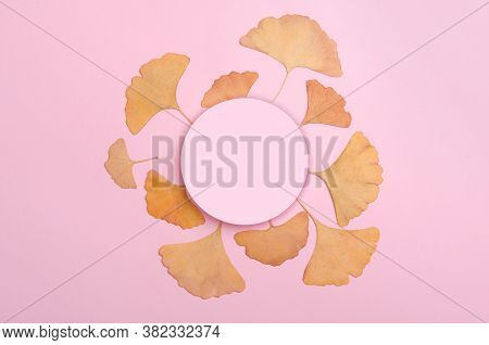 Ginkgo Biloba Leaves Herbarium On Pink Background