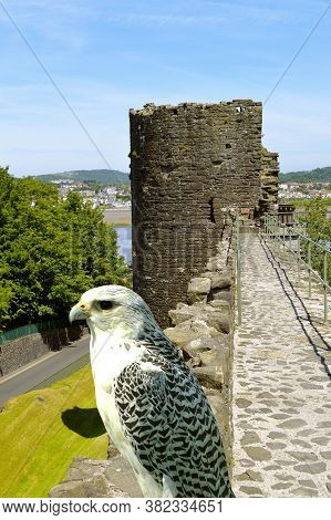 Conwy, Wales, United Kingdom - June 22, 2014 : Gyrfalcon Latin Name Falco Rusticolus Is The Most Nor