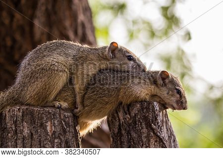 Two Tree Squirrel Brothers Resting Together On A Branch, Greater Kruger National Park.