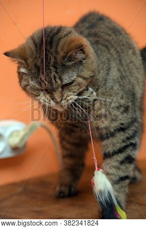Beautiful Scottishstraight Cat With Yellow Eyes Close Up