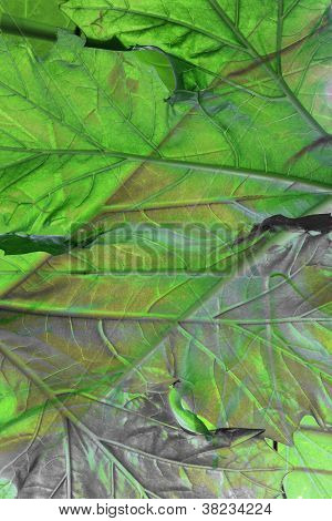 Karhu polvihousut Leaf