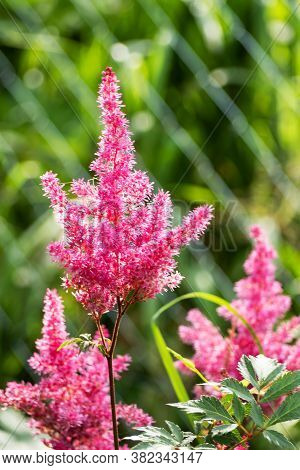 Blooming Astilba Crimson Close-up Growing In The Garden.
