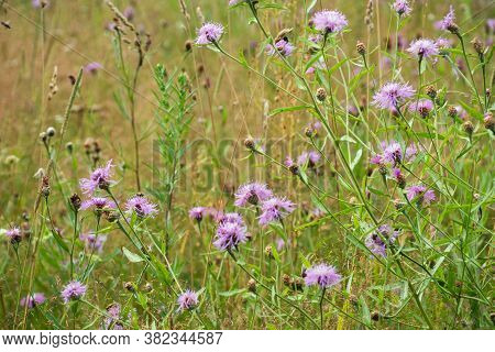 Grow Purple Flowers Of Serratula Lycopifolia Plant.