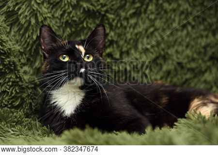 Black With Red And White Cat On A Green Background