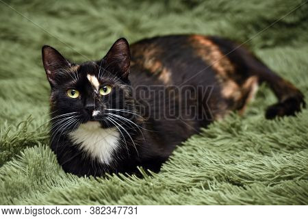 Black With Red And White Cat On A Green Background