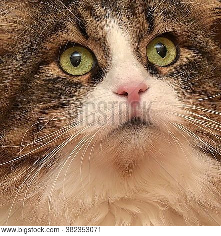 White With Brown Fluffy Cat. Close Up