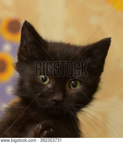 Black Little Kitten In  Arms