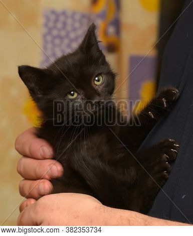 Black Little Kitten In  Arms