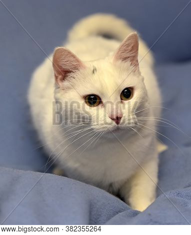 White Albino Cat