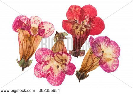 Pressed And Dried Flowers Penstemon, Isolated On White Background. For Use In Scrapbooking, Floristr