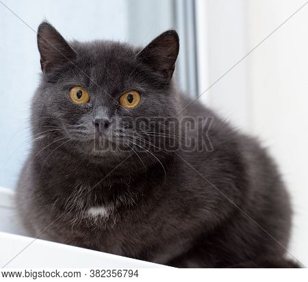 Gray Cat With A White Speck On The Chest