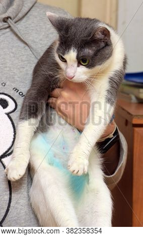 Gray And White Shorthair Cat With Green Belly After Sterilization