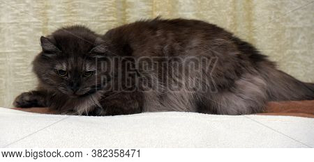 Beautiful Fluffy Smoky Cat On A Bright Background
