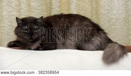 Beautiful Fluffy Smoky Cat On A Bright Background