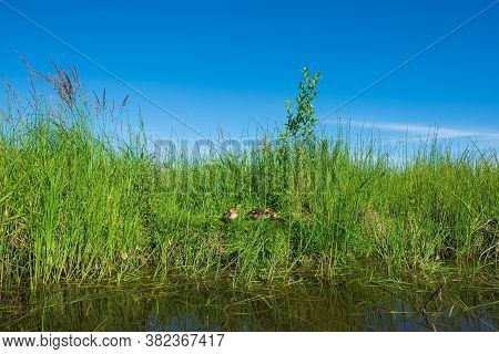 Ducklings Sitting On The Frass Neat Water Of The Lake Hiding.