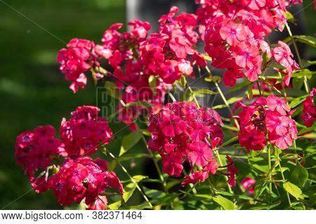 Phlox Paniculata, Fall Phlox, Garden Phlox Perennial Phlox