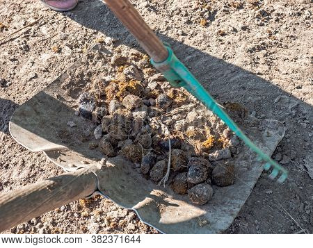 Young Girl Farmer Crearing Big Dung From A Horse On A Sandy Ground And Loading It Into Wheelbarrow.