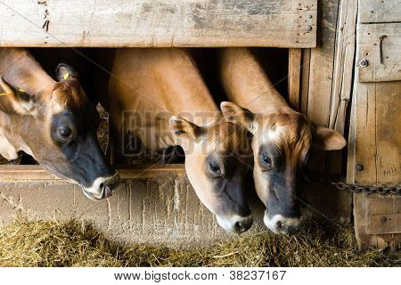 Kolme Jersey lehmää