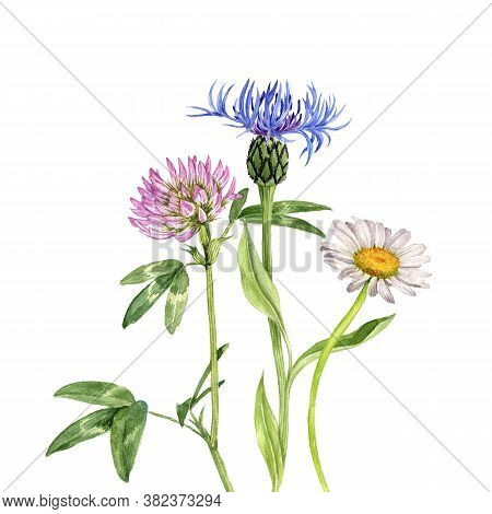 Watercolor Drawing Flowers Of Cornflower, Red Clover And Daisy, Floral Composition, Bouquet Of Wildf