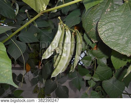 Fresh Peas And Beans In The Plant, Organic Food, Fresh Vegetable, Flat Green Beans, Green Vegetable,