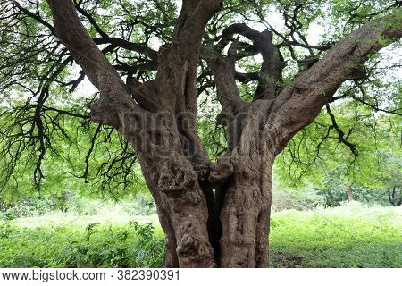 Trunk And Branches Of An Old Banyan Tree On Green Meadow. Tree Trunk And Shoots.