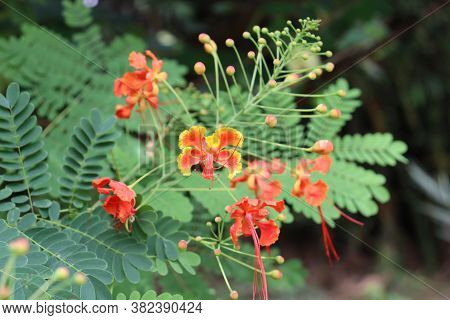 A Beautiful Bunch Of Red And Yellow Flowers