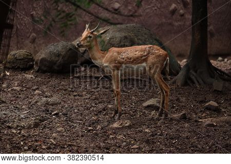 An Innocent Baby Of Endangered Deer And Black Buck.