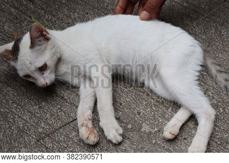 A Sick White Cat Who Is Seriously Ill Due To Certain Medical And Health Conditions.