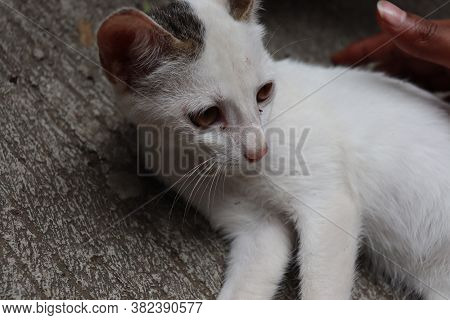 A Cute Little White Kitten, Close Up