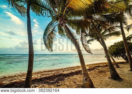 Coconut Palm Trees In Bois Jolan Beach At Sunset, French West  Indies. Lesser Antilles, Caribbean Se