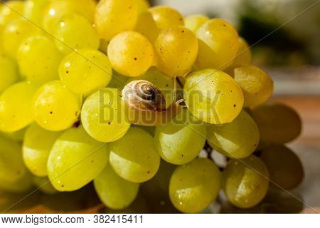 Close-up Of A Small Snail Crawling Over Grapes Quiche Mish