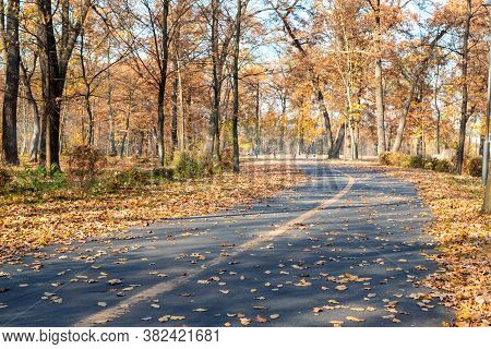 Painted Bicycle And Pedestrian Symbol With Arrow On Asphalt Road At City Street Or Park On Autumn Da