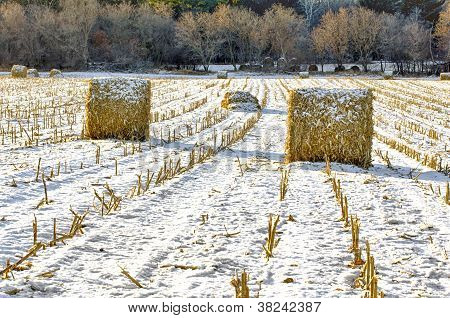 Covoni di fieno sul campo ghiacciato