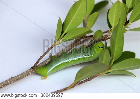 Oleander Hawkmoth Caterpillar  (daphnis Nerii, Sphingidae) On The Branch Of Tree On White Floor.