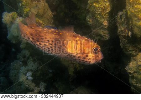 The Spot-fin Porcupinefish (diodon Hystrix) In The Dark Reef