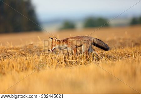 Red Fox (vulpes Vulpes) On A Freshly Mown Stubble.young Rusty Fox Running Across A Field With Mown G