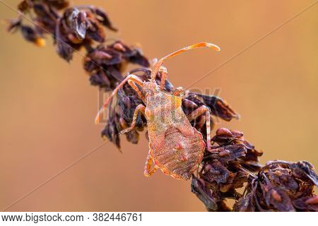Detail Of Bug In Forest, Beetle Hemiptera Heteroptera (syromastus Rhombeus), Europe, Czech Republic 