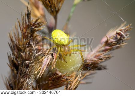 Cucumber Green Spider On Grass In Summer Forest. Araniella Cucurbitina With Spider Net, Waiting For 