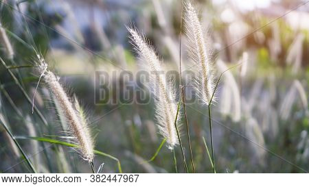 Softhy Fluffy White Petals Of Flowering Desho Grass, Known As Pennisetum Pedicellatum Plant, Bloomin