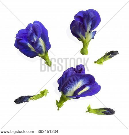 Colections Of Blue Pea, Known As Bluebell Vine Or Butterfly Pea And Cordofan, Isolated On White Back