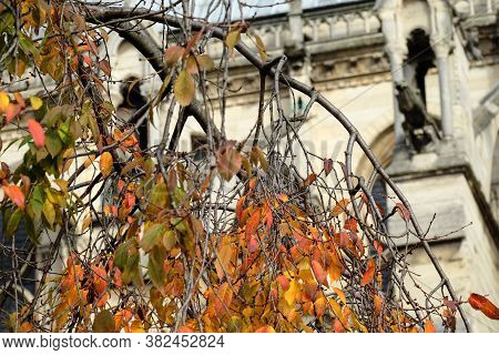 Romantic And Beautiful Autumn Scenery Of Paris