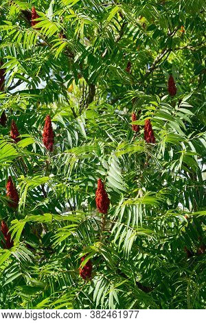 Red Blossom Of Blooming Sumac Vinegar Tree, Rhus Typhina, Close-up In Sunny Summer Day.